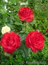 Red Intuition Red Intuition