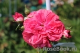 Rosarium Uetersen Rosarium Uetersen