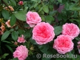 La Rose de Molinard ® La Rose de Molinard ®