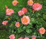 Augusta Luise Augusta Luise
