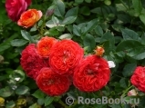 Starlet®-Rose Carmen® Starlet®-Rose Carmen®