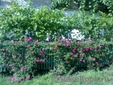 Excelsa Excelsa