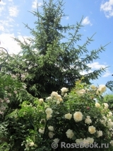 Crocus Rose® Crocus Rose®