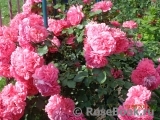 Rosarium Uetersen Rosarium Uetersen