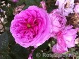 Rose de Montmeillant Rose de Montmeillant