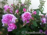 Rose de Montmeillant Rose de Montmeillant