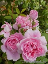 Cottage Rose Cottage Rose