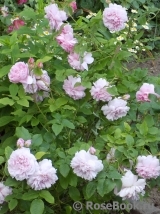 Cottage Rose Cottage Rose
