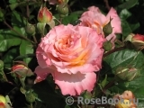 Augusta Luise Augusta Luise