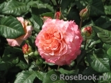 Augusta Luise Augusta Luise