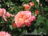 Augusta Luise Augusta Luise