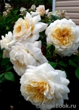 Crocus Rose® Crocus Rose®