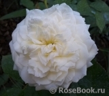 Alabaster Alabaster