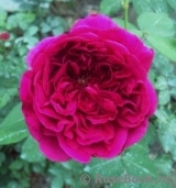William Shakespeare 2000 William Shakespeare 2000