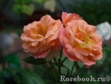 Rosemary Harkness Rosemary Harkness