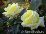 Wainwright Rose, The Wainwright Rose, The
