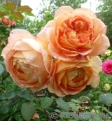 Lady of Shalott Lady of Shalott