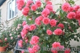 Rosarium Uetersen Rosarium Uetersen