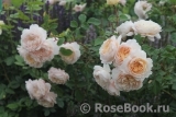 Crocus Rose® Crocus Rose®