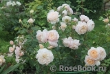 Crocus Rose® Crocus Rose®