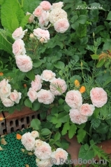 Mariatheresia Mariatheresia