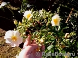 Rosalita Rosalita