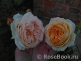 Crown Princess Margareta® Crown Princess Margareta®