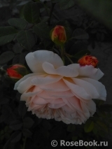 Crown Princess Margareta® Crown Princess Margareta®