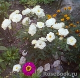 Kristall Kristall