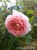 Abraham Darby Abraham Darby