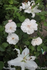 Generous Gardener, The Generous Gardener, The