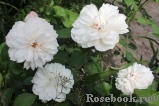 Generous Gardener, The Generous Gardener, The