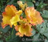 Dionisia ® Dionisia ®