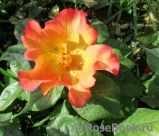 Dionisia ® Dionisia ®