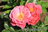 Melusina Melusina
