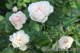 Generous Gardener, The Generous Gardener, The