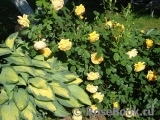 Golden Celebration® Golden Celebration®