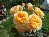 Crown Princess Margareta®