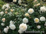 Crocus Rose® Crocus Rose®