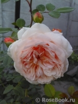 Crown Princess Margareta® Crown Princess Margareta®