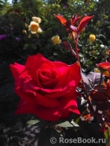 Grande Amore Grande Amore