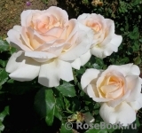 Chandos Beauty Chandos Beauty