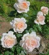 Chandos Beauty Chandos Beauty