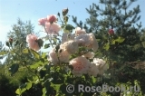 Rose de Tolbiac ® Rose de Tolbiac ®