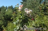 Rose de Tolbiac ® Rose de Tolbiac ®