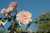 Rose de Tolbiac ® Rose de Tolbiac ®
