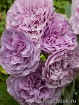 Lavender Ice Lavender Ice