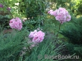 Heavenly Pink Heavenly Pink