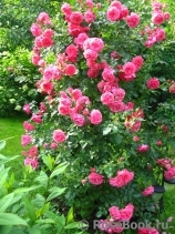 Rosarium Uetersen Rosarium Uetersen