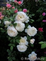 Crocus Rose® Crocus Rose®